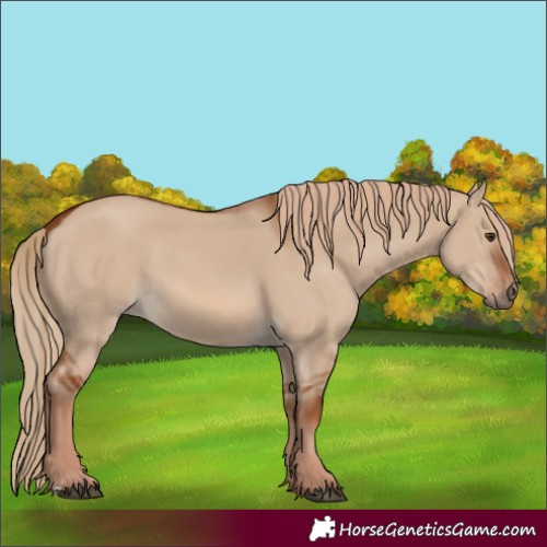 Horse Color:Red Dun 