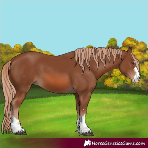 Horse Color:Chestnut 