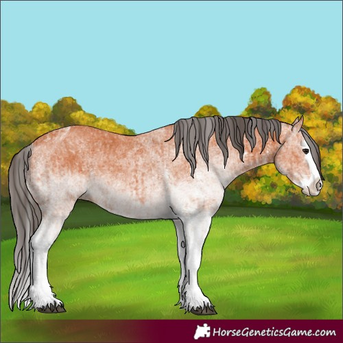 Horse Color:White Spotted Bay Splash and White Spotted Bay Splash