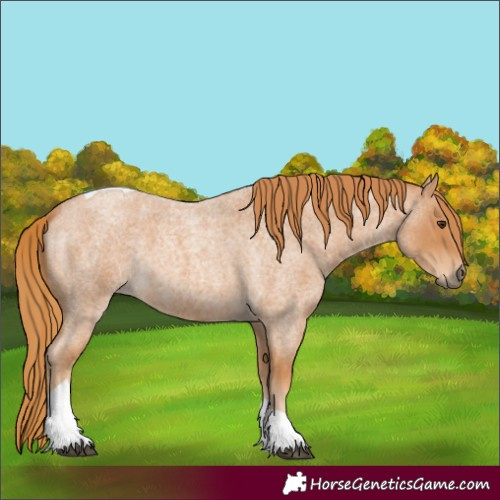 Horse Color:Red Roan Tobiano