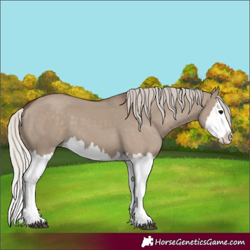 Horse Color:Silver Grullo Splash 