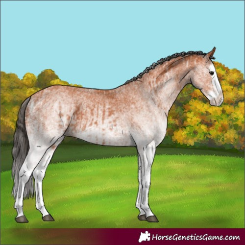 Horse Color:White Spotted Bay Splash and White Spotted Bay Splash