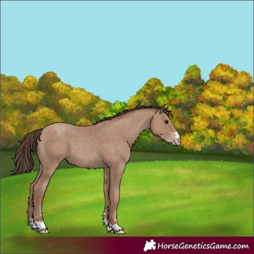 Horse Color:Classic Champagne 