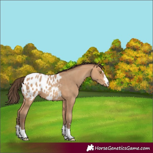 Horse Color:Amber Champagne Blanket 