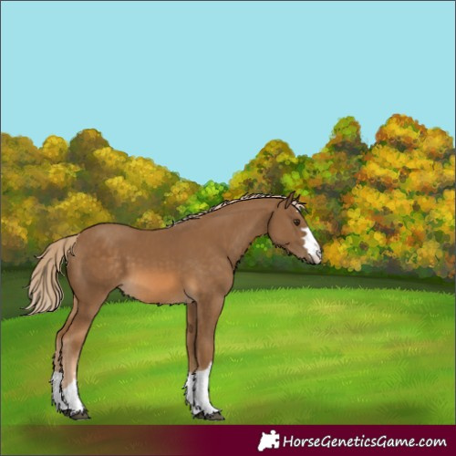 Horse Color:Chocolate Palomino