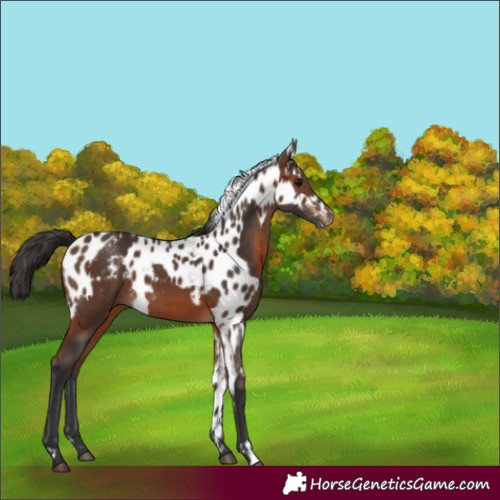 Horse Color:Brown Blanket and Brown Skewed LP Spotted
