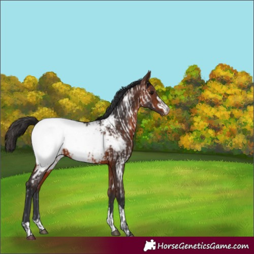 Horse Color:Brown Near Fewspot Rabicano and Brown Snowcap Rabicano