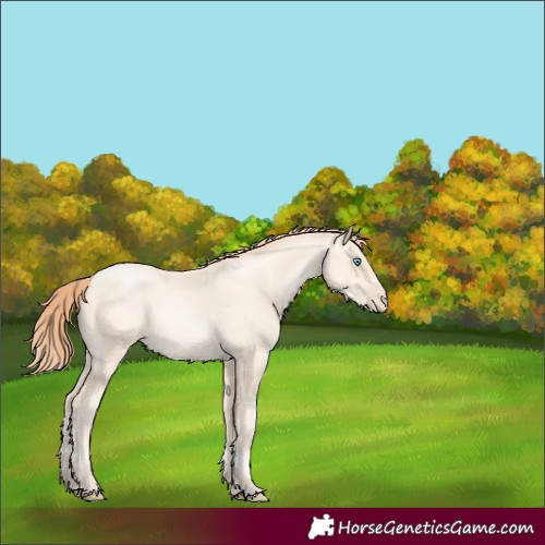 Horse Color:Amber Cream Champagne Pearl Rabicano 
