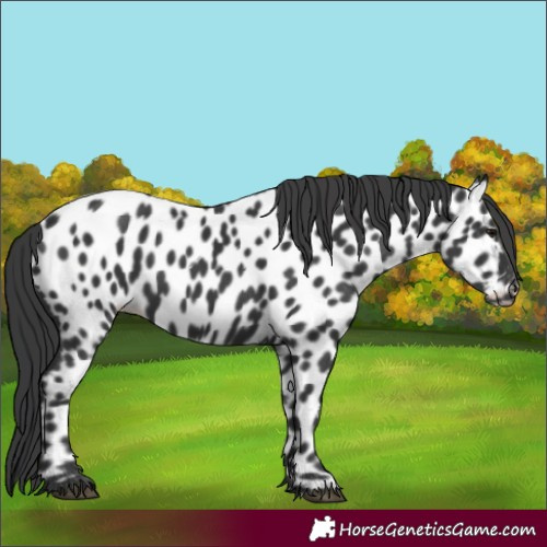 Horse Color:Black Leopard 
