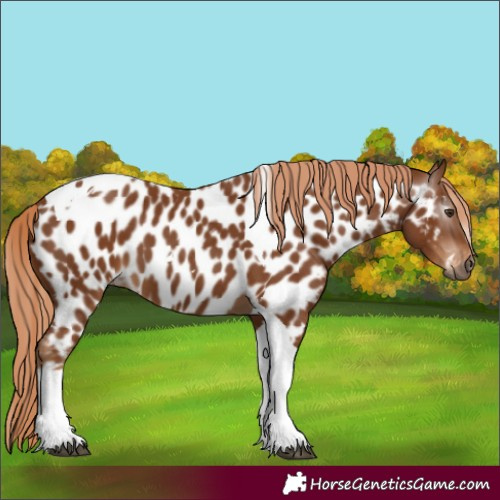 Horse Color:Gray Chestnut Tobiano Near Leopard 