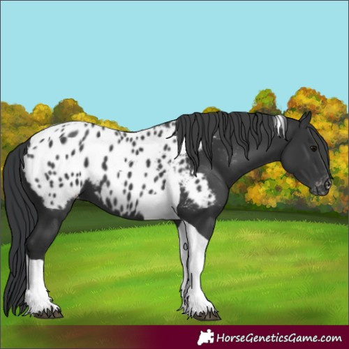 Horse Color:Black Tobiano Near Leopard
