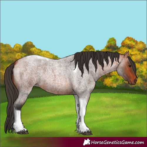 Horse Color:Bay Roan Tobiano