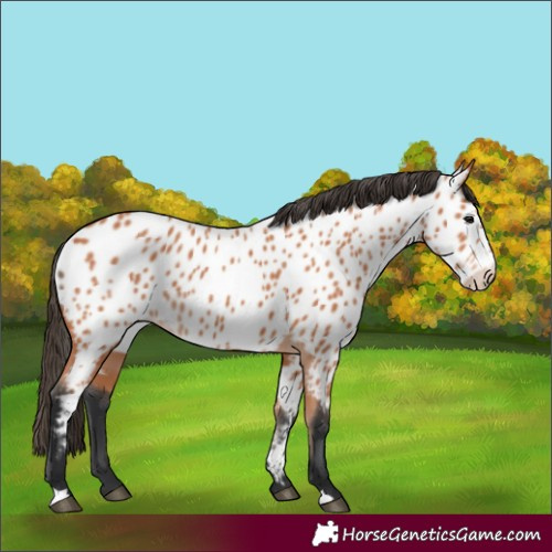 Horse Color:Bay Near Leopard 