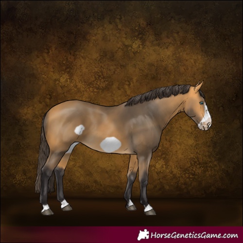 Horse Color:Buckskin Frame
