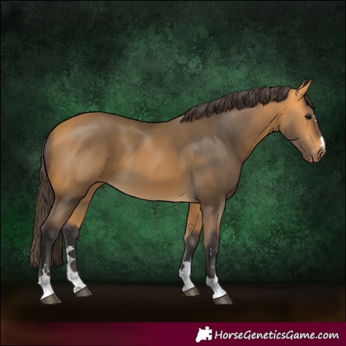 Horse Color:Unknown 