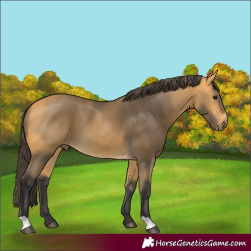 Horse Color:Unknown 