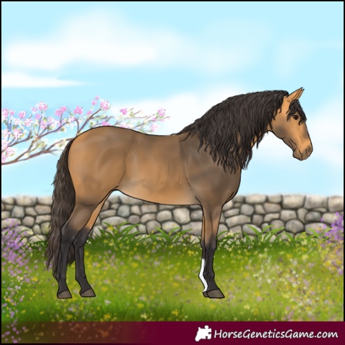 Horse Color:Unknown 