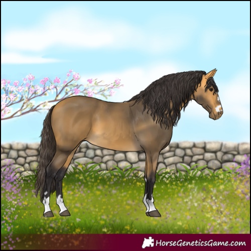 Horse Color:Unknown 