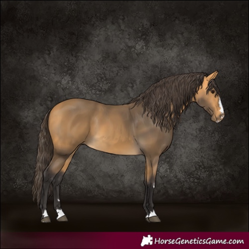 Horse Color:Buckskin 