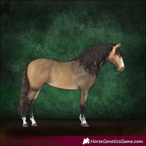 Horse Color:Buckskin 