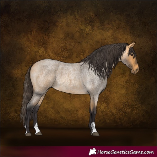 Horse Color:Buckskin Roan