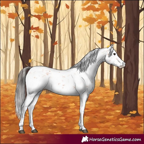 Horse Color:Bay Sabino