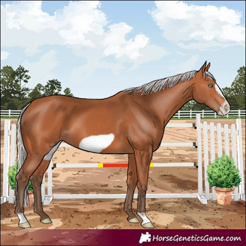 Horse Color:Silver Bay Frame 
