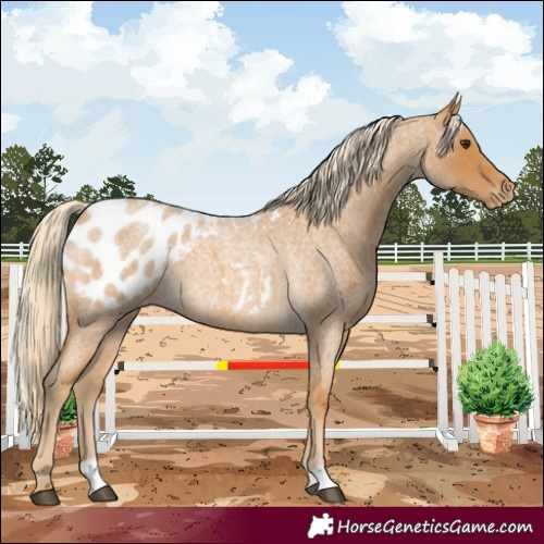 Horse Color:Palomino Roan Blanket 