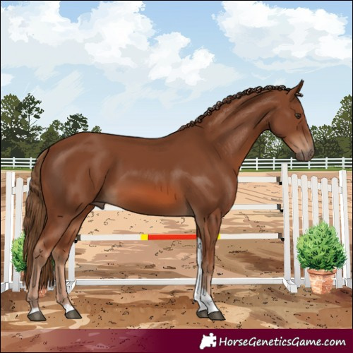 Horse Color:Chestnut Tobiano