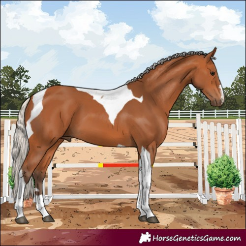 Horse Color:Silver Bay Tobiano 