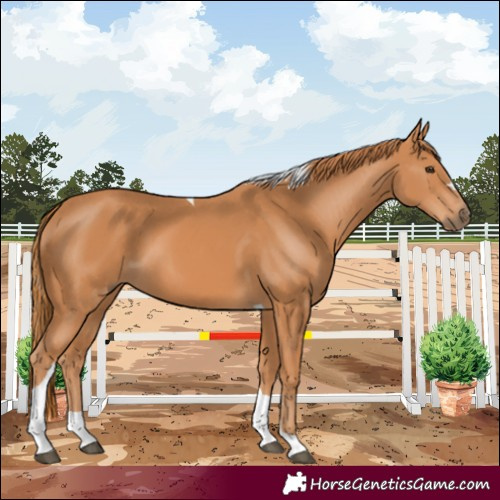 Horse Color:Chestnut Tobiano 