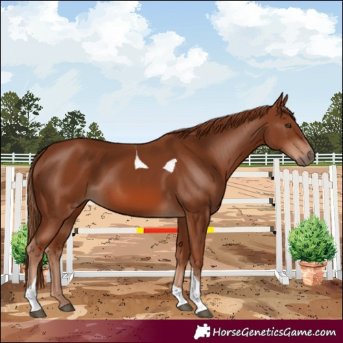Horse Color:Chestnut Tobiano 