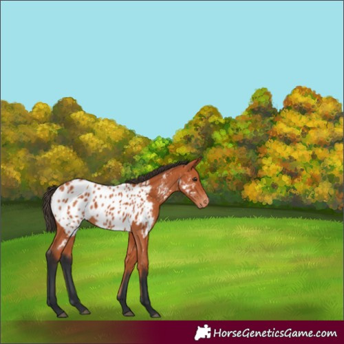 Horse Color:Bay Near Leopard