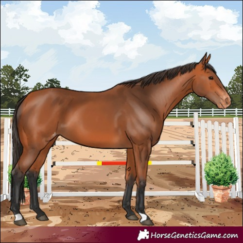 Horse Color:Bay Varnish