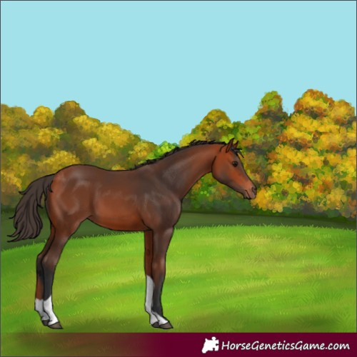 Horse Color:Bay Tobiano 