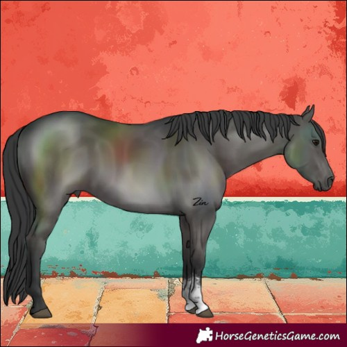 Horse Color:Black Sabino