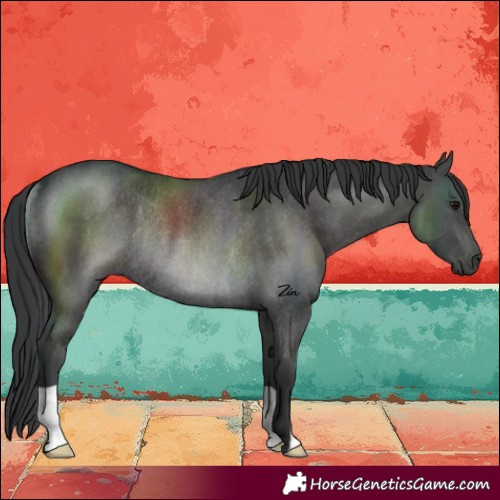 Horse Color:Black Rabicano