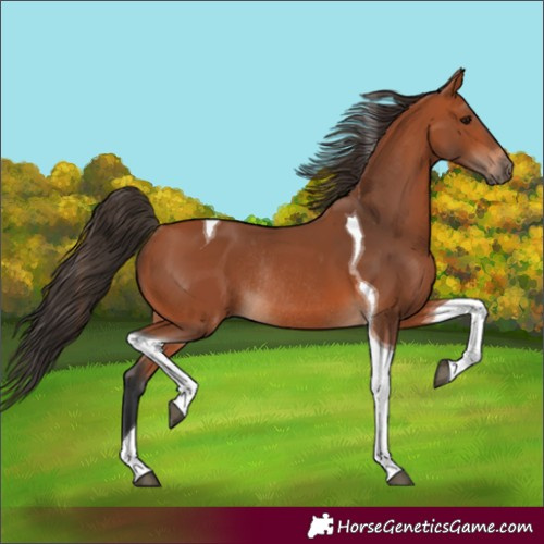 Horse Color:Bay Tobiano Rabicano 