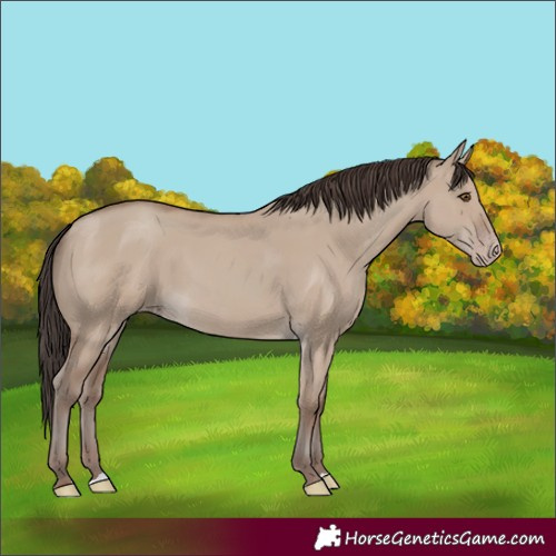 Horse Color:Classic Champagne Dun