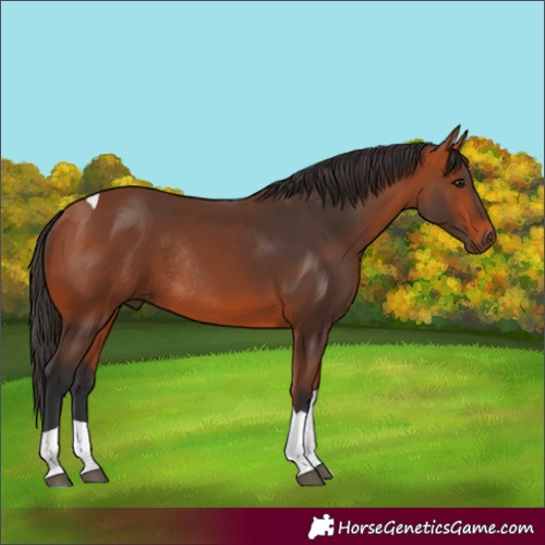 Horse Color:Bay Tobiano Rabicano