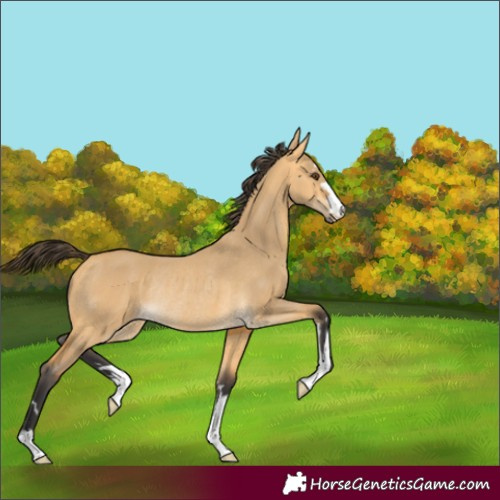 Horse Color:Buckskin Dun Rabicano