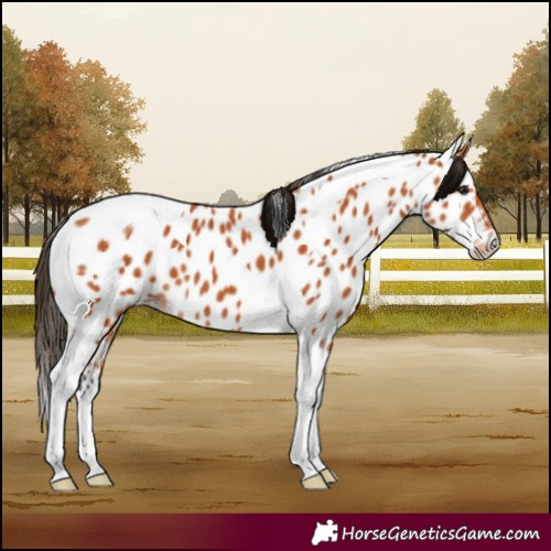 Horse Color:Bay Tobiano Near Leopard