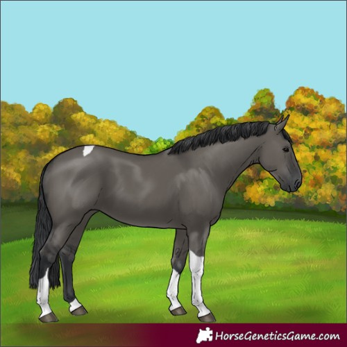 Horse Color:Grullo Tobiano