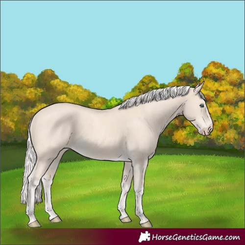 Horse Color:Cremello
