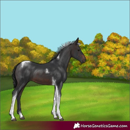 Horse Color:Brown Tobiano