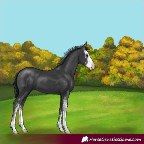 Horse Color:Black Sabino