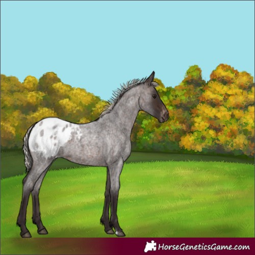Horse Color:Silver Brown Roan Blanket