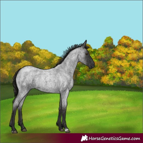 Horse Color:Liver Red Roan