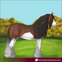 Horse Color:Bay Splash Frame