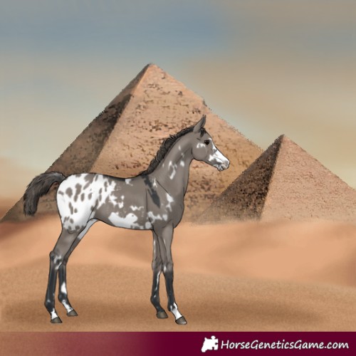 Horse Color:White Spotted Grullo Frame Blanket 